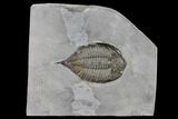 Large, Dalmanites Trilobite Fossil - New York #147298-1
